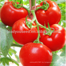 NT05 Haofa Hybrid rote Tomaten Samen zum Pflanzen